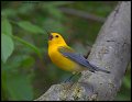 _5SB1686 prothonotary warbler